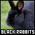 Black Rabbits